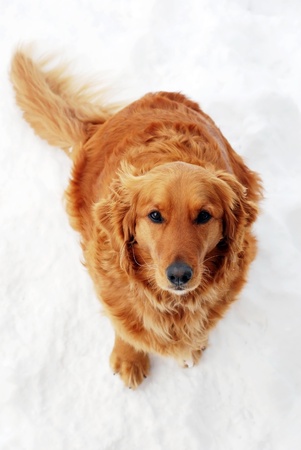 cute orange golden retriever dog sitting at snowの写真素材