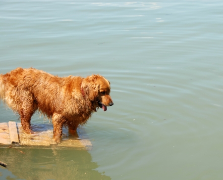 one orange golden retriever dog by river ready to swimの写真素材