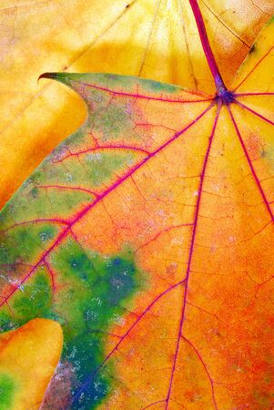 abstract colorful maple autumn leaf texture closeupの写真素材