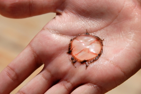 small transparent round jellyfish with red lines and dark brown tentacles on palmの写真素材