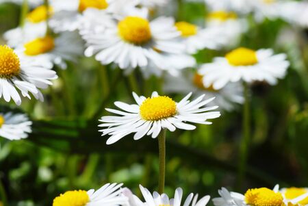 several blooming white daisies on the green meadow at springの写真素材