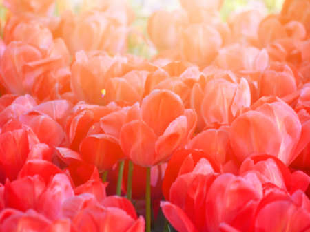 Beautiful bouquet of red tulips in spring seasonの写真素材
