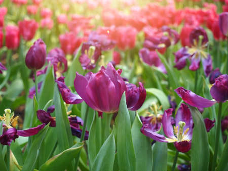 Beautiful bouquet of color tulips in spring seasonの写真素材