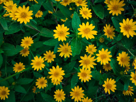 yellows of melampodium flower with green leaf. beauty floral for backgroundの写真素材