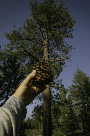 Pine cone in the forestの写真素材
