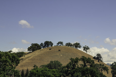 Cows grazing on the hills in Californiaの写真素材