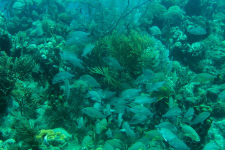 School of fish underwaterの写真素材