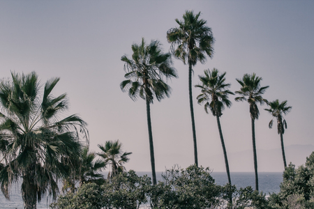 Palm trees in Manhattan Beach, Californiaの写真素材