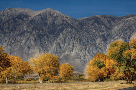 Fall, colorful trees at the foot of the mountains in California