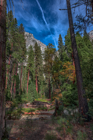 Trees at the bottom of Yosemite Valley in Yosemite National Park in Californiaの写真素材