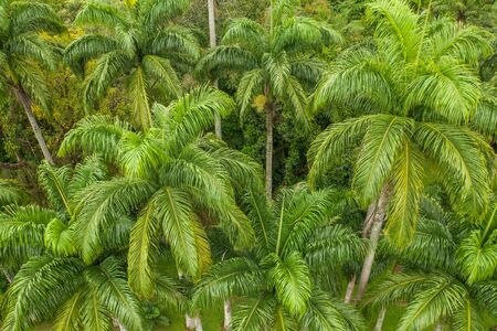 Dense cluster of palm trees in the urban jungle of Rio de Janeiroの写真素材