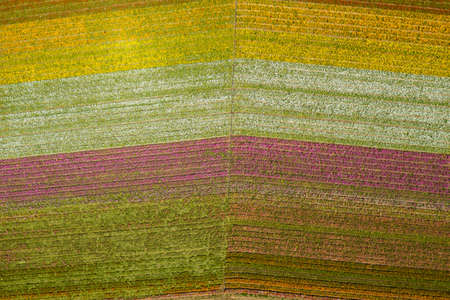 Spring colors of Flower Fields in Carlsbad Californiaの写真素材