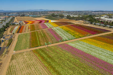 Aerial, panoramic shot of Flower Fields in Carlsbad Californiaの写真素材