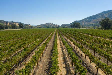 Aerial, drone shot of a grape bushes in a winery in Napa Valley, Californiaの写真素材