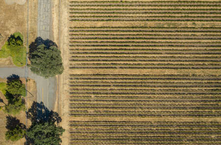 Aerial view of wine bushes in a California winery.の写真素材