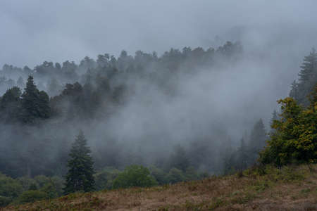 Cloudy day in the woods of Oregon in United Statesの写真素材
