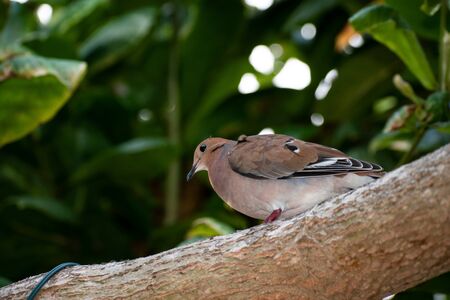Side view of brown zenaida dove sitting on the branch of a tropical or Indian almond tree with blurred leaves in the background. Great for bird, animal or nature images, banners and posters.の写真素材