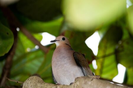 Brown zenaida aurita dove perched on the branch of a tropical or Indian almond tree with faded leaves in the background on a sunny summer day. Great for bird, animal and nature images and banners.の写真素材