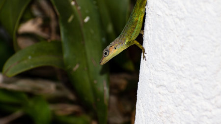 Face with one eye showing of a green anolis extremus or Barbados anole lizard sitting on a white wall outdoors, against a blurred background of nature, plants and trees.の写真素材