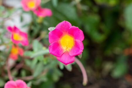 A single, beautiful, bright pink and yellow portulaca grandiflora or purslane flower against a blurred nature background of greenery, green leaves and flowers in a garden.の写真素材
