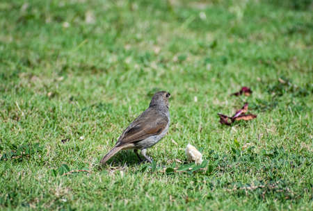 Small brown and grey Barbados bullfinch seedeater bird sitting on green grass next to a piece of bread, eating with food in its mouth.の写真素材
