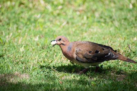 Side view of zenaida dove standing on green grass. Bird has piece of bread in mouth between beak while eating the food.の写真素材