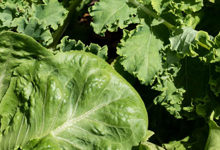 Background of vegetable garden with bunch of green butterhead and romaine lettuce growing in natural lightの写真素材