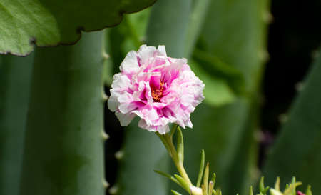 One pink and white open double portulaca grandiflora flower in an outdoors garden setting against a blurred green background with leaves, plants and nature.の写真素材