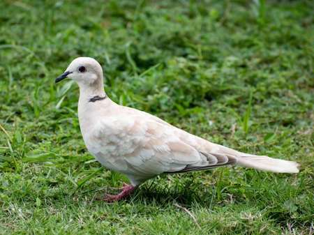 Single white and beige eurasian collared dove standing alone on the ground on a field of blurred grass. Bird is sitting with a side view and showing black beak, eye and and collar at nape of neck.の写真素材