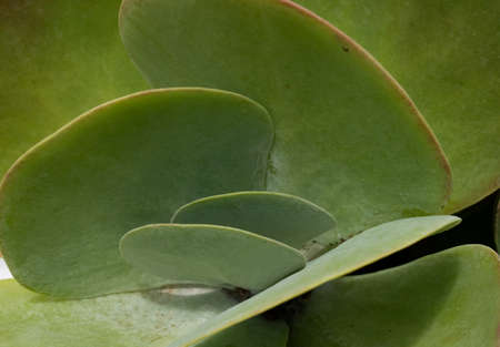 The center of a green kalanchoe thyrsiflora or paddle plant succulent with round, flat leaves. Blurred leaves surround the center forming a background.の写真素材