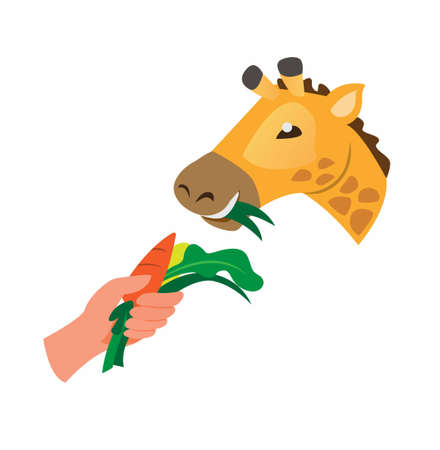 feeding animal, hand holding vegetable giving to giraffe in zoo or farm symbol cartoon flat illustration vector isolated in white backgroundのイラスト素材