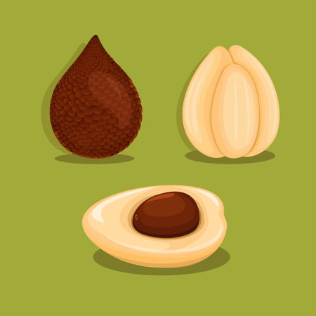 Salak (Salacca zalacca) AKA Snake Fruit is a species of palm tree native  in Indonesia. object set illustration vectorのイラスト素材