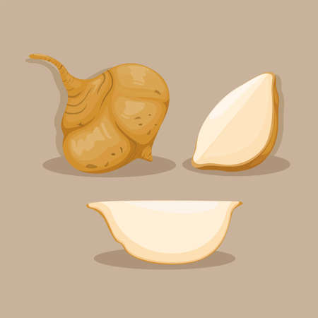 Jicama root vegetable object set illustration vectorのイラスト素材