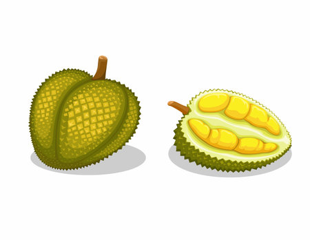 Durian aka "king of fruit" is exotic fruit from asian object set illustration vectorのイラスト素材