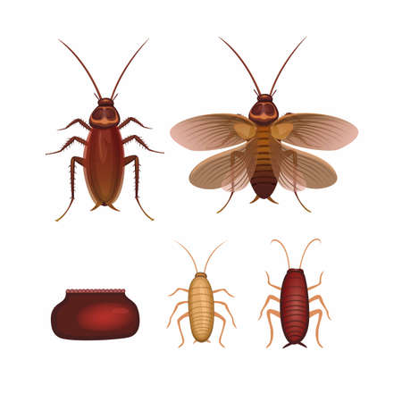 Cockroach insect animal anatomy character set illustration vectorのイラスト素材