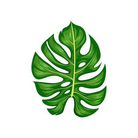 Monstera Deliciosa Leaf Symbol illustration editable vectorのイラスト素材