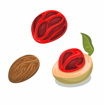 Nutmeg fruit and seed collection set symbol illustration vectorのイラスト素材
