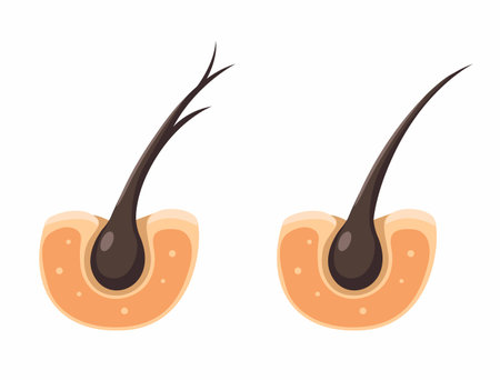 Hair Healthy and Split Ends Problem Cartoon illustration Vectorのイラスト素材
