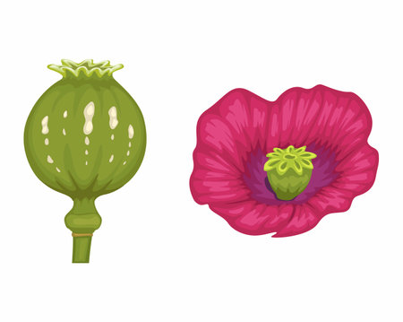 Opium Plant And Flower Cartoon Set illustration Vectorのイラスト素材