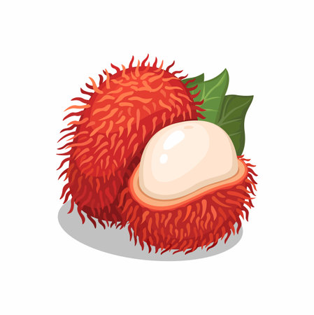 Rambutan Indonesian Lychee Fruit Cartoon illustration Vectorのイラスト素材
