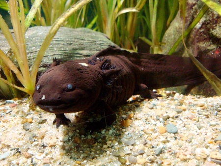 salamander in aquariumの素材