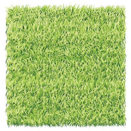 Square of  light green grass. A lawn light green background vector.のイラスト素材