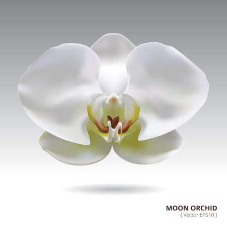 Realistic Moon White Orchid Flower Vector Background. Illustration of Realistic Moon White Orchid.のイラスト素材
