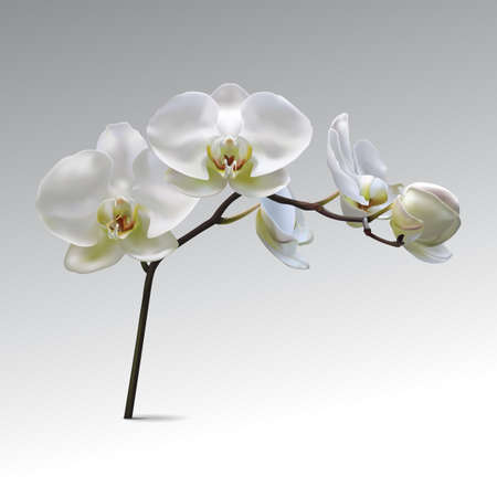 Realistic Moon White Orchid Flower Vector on grey gradient Background. Illustration of Realistic Moon White Orchid.のイラスト素材