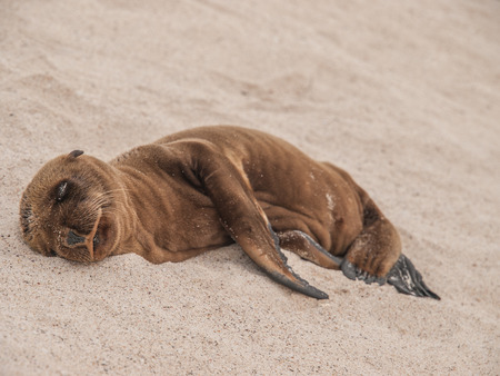 Sleeping furry baby sea lion on a sandy beach, Galapagos Islands, Ecuador.の写真素材