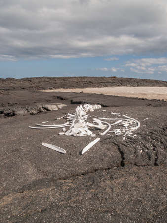 Whale skeleton on black lava rock with blue sky and clouds in Galapagos Islands, Ecuador.の写真素材