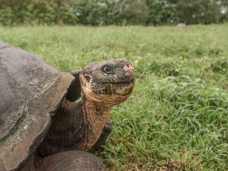 Tortoise head out of shell in Galapagos Islands, Ecuador.