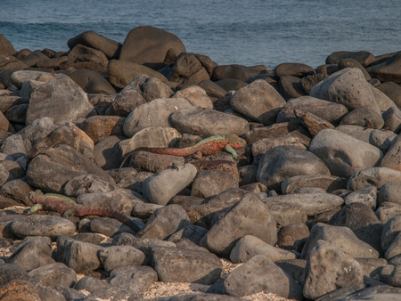 Two red and green iguanas laying on black boulders by the sea in Galapagos Islands, Ecuador.の写真素材