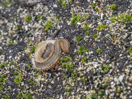 Curled up fireworm on black lava rock and green moss in Galapagos Islands, Ecuador.