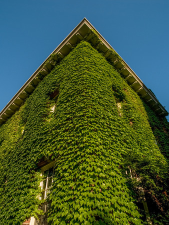 Climbing vine covering a brick two story building corner at Toronto University in Ontario Canada.の写真素材